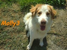 MOLLY3, Hund, Griechischer Hirtenhund in Griechenland - Bild 6