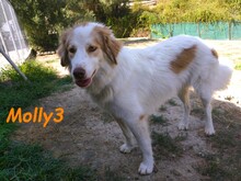 MOLLY3, Hund, Griechischer Hirtenhund in Griechenland - Bild 7