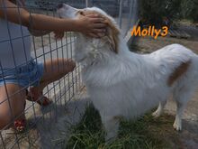 MOLLY3, Hund, Griechischer Hirtenhund in Griechenland - Bild 9