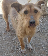 KEVIN, Hund, Mischlingshund in Portugal - Bild 2