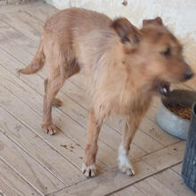 KEVIN, Hund, Mischlingshund in Portugal - Bild 4