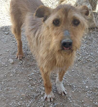 KEVIN, Hund, Mischlingshund in Portugal - Bild 5