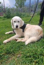 HARLEY, Hund, Mischlingshund in Griechenland - Bild 11