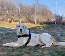 HARLEY, Hund, Mischlingshund in Griechenland - Bild 3