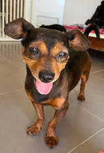 MIKEL, Hund, Zwergpinscher-Mix in Portugal - Bild 1