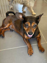 MIKEL, Hund, Zwergpinscher-Mix in Portugal - Bild 2