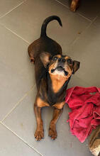 MIKEL, Hund, Zwergpinscher-Mix in Portugal - Bild 3