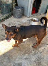 MIKEL, Hund, Zwergpinscher-Mix in Portugal - Bild 5