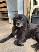 HIPPO, Hund, Mischlingshund in Portugal - Bild 2