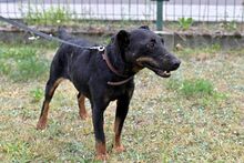 KOLBA, Hund, Jagdterrier in Polen - Bild 3