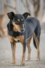 LIMA, Hund, Mischlingshund in Portugal - Bild 1