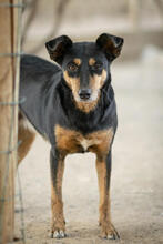 LIMA, Hund, Mischlingshund in Portugal - Bild 2