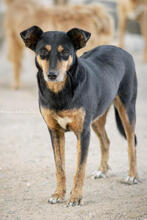 LIMA, Hund, Mischlingshund in Portugal - Bild 5