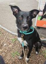 AUGUSTA, Hund, Mischlingshund in Reichenburg - Bild 1