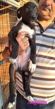 AUGUSTA, Hund, Mischlingshund in Reichenburg - Bild 10