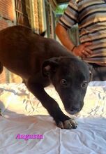 AUGUSTA, Hund, Mischlingshund in Reichenburg - Bild 11
