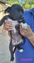 AUGUSTA, Hund, Mischlingshund in Reichenburg - Bild 12