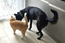 AUGUSTA, Hund, Mischlingshund in Reichenburg - Bild 2