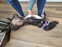 AUGUSTA, Hund, Mischlingshund in Reichenburg - Bild 3