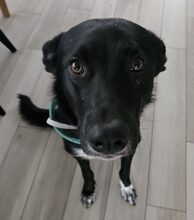 AUGUSTA, Hund, Mischlingshund in Reichenburg - Bild 4