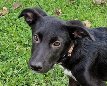 AUGUSTA, Hund, Mischlingshund in Reichenburg - Bild 5