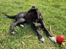AUGUSTA, Hund, Mischlingshund in Reichenburg - Bild 6