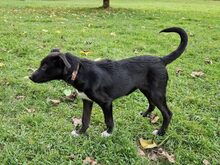 AUGUSTA, Hund, Mischlingshund in Reichenburg - Bild 7