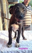 AUGUSTA, Hund, Mischlingshund in Reichenburg - Bild 8