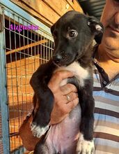 AUGUSTA, Hund, Mischlingshund in Reichenburg - Bild 9