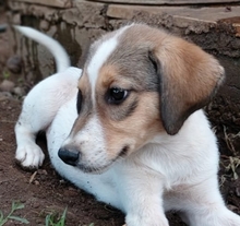 AVVA, Hund, Mischlingshund in Griechenland - Bild 11