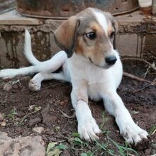 AVVA, Hund, Mischlingshund in Griechenland - Bild 12