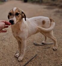 AVVA, Hund, Mischlingshund in Griechenland - Bild 8