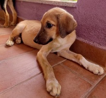 HAZEL, Hund, Mischlingshund in Griechenland - Bild 1