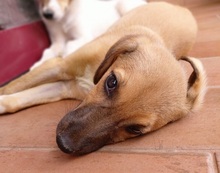 HAZEL, Hund, Mischlingshund in Griechenland - Bild 2