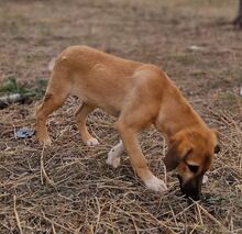 HAZEL, Hund, Mischlingshund in Griechenland - Bild 3