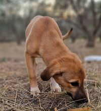 HAZEL, Hund, Mischlingshund in Griechenland - Bild 4