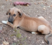 HAZEL, Hund, Mischlingshund in Griechenland - Bild 6