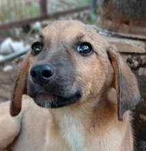 HAZEL, Hund, Mischlingshund in Griechenland - Bild 9