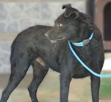 PAVLE, Hund, Mischlingshund in Rumänien - Bild 9