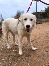 ALICEDAHLIA, Hund, Herdenschutzhund in Griechenland - Bild 10