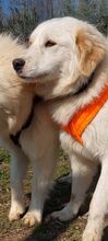 ALICEDAHLIA, Hund, Herdenschutzhund in Griechenland - Bild 13