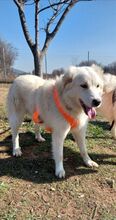 ALICEDAHLIA, Hund, Herdenschutzhund in Griechenland - Bild 14