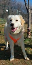 ALICEDAHLIA, Hund, Herdenschutzhund in Griechenland - Bild 2