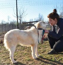 ALICEDAHLIA, Hund, Herdenschutzhund in Griechenland - Bild 3