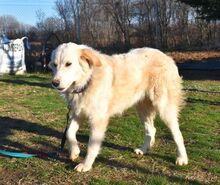 ALICEDAHLIA, Hund, Herdenschutzhund in Griechenland - Bild 4