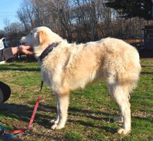 ALICEDAHLIA, Hund, Herdenschutzhund in Griechenland - Bild 5
