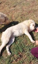 ALICEDAHLIA, Hund, Herdenschutzhund in Griechenland - Bild 7