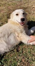 ALICEDAHLIA, Hund, Herdenschutzhund in Griechenland - Bild 8