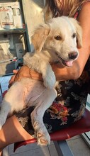 ALICEDAHLIA, Hund, Herdenschutzhund in Griechenland - Bild 9