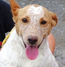 SNOOPY, Hund, Mischlingshund in Rumänien - Bild 1